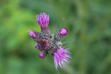Distel