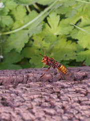 Hornisse (vespa crabro)  kurz vor dem Abflug