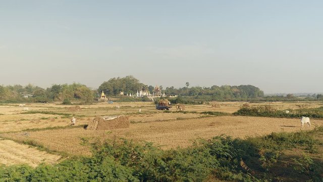 Distance view of farmers in a field loading rice straw into a truck. Scattered haystacks in the fields and pagoda in the background