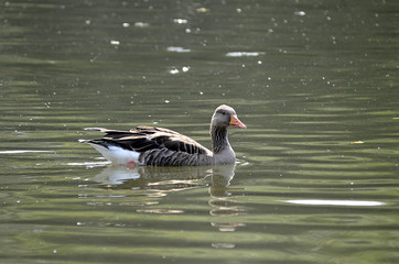 Enten und Reiher am Wasser