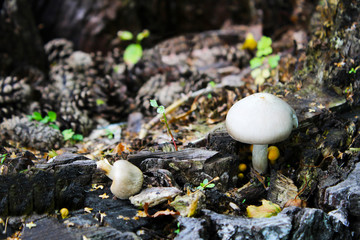 Cep Mushroom Growing in Autumn Forest. Boletus growing under the tree. Mushroom picking