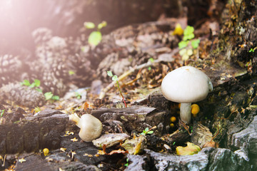Cep Mushroom Growing in Autumn Forest. Boletus growing under the tree. Mushroom picking