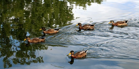 Canards sur la Sarre