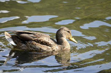 Ente am Wasser