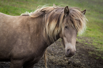 Naklejka na ściany i meble Brown Icelandic Horse