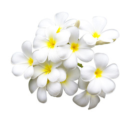 Plumeria flowers isolated on white background. This has clipping path.