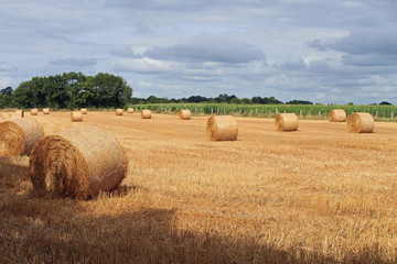 Meules de paille en baie du Mont Saint Michel