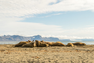 Group of walruses on Prins Karls Forland, Svalbard