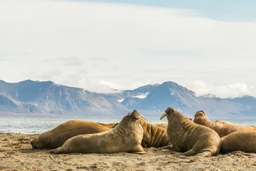 Foto auf Alu-Dibond Group of walruses on Prins Karls Forland, Svalbard © Lillian