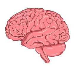 Brain cartoon  vector symbol icon design. Beautiful illustration isolated on white background