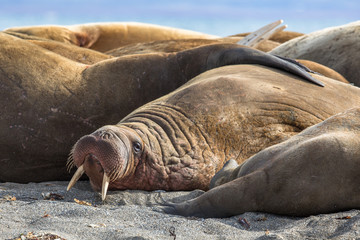 Walrus resting in a group of walruses on Prins Karls Forland, Svalbard