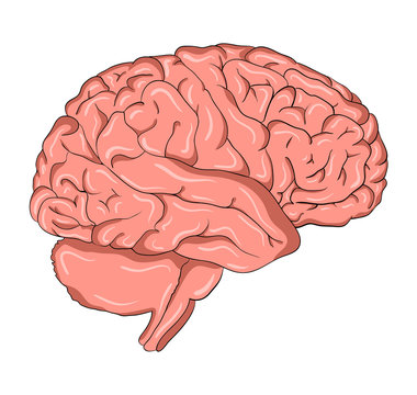 Brain cartoon  vector symbol icon design. Beautiful illustration isolated on white background