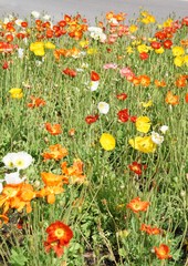 Bunte Blumenwiese mit farbigem Mohn 