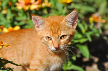 Cat Portrait. Domestic cat in the yard