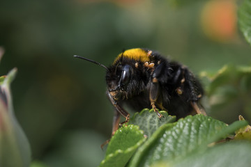Hummel mit Milben