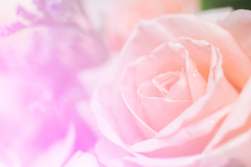 Fototapeta na wymiar Abstract Romantic Pink Roses Flower