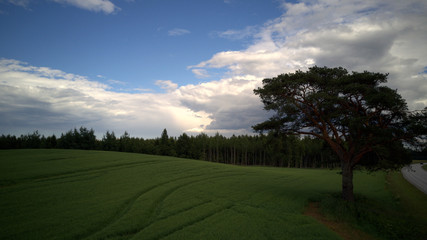 Fototapeta na wymiar Field in Estonia