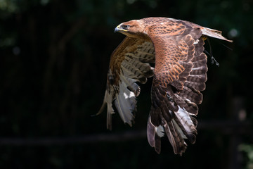 Aquila reale  in volo radente