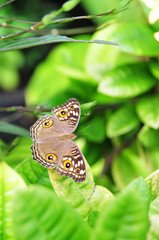 butterfly and green leaf a rainy day