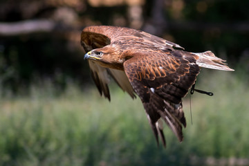 Aquila reale ammaestrata in volo 