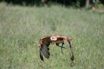 Aquila reale ammaestrata in volo 