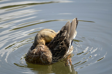 Ente am Wasser