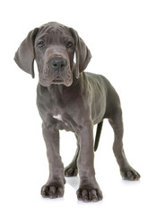 puppy great dane