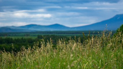 Tall grass meadow with blurred forest, mountains and cloudy sky in the background