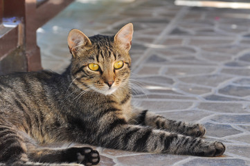Cat Portrait. Domestic cat in the yard