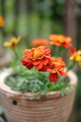 Fresh orange yellow autumn marigold flower in the clay flower pot, latin name Tagetes. Floral background