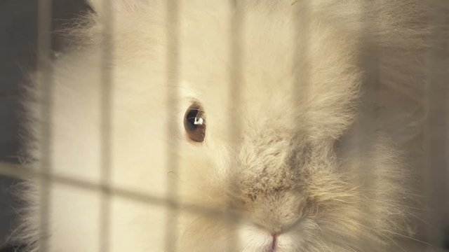 Close Up Domestic Bunny Fast Breath