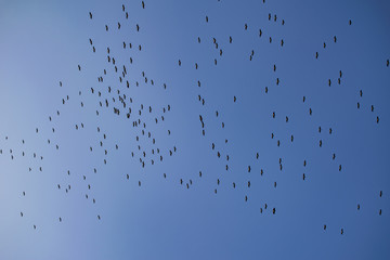 Flying storks - via pontica