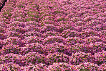 large plant nursery of full blooming pink marguerite daisies in plastic pots, in rows