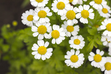 Chamomile. Flowering daisies on a meadow in the summer. Bloom.