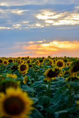 Obraz premium sunrize