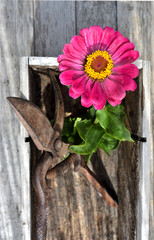 scissors pruning and flower on the wooden table