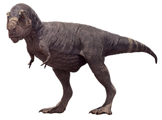 3D rendering of Tyrannosaurus Rex with no feathers, isolated on a white background.