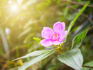 Beautiful pink flower in the green forest of Thailand