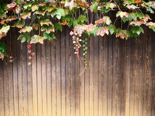 Brown wood wall with creep ivy plant