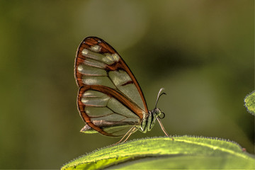 south america butterfly