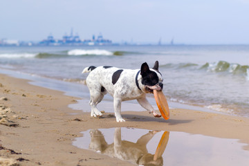 French bulldog playing on the beach at Baltic Sea