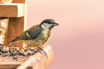 Single male blue tit perched on bird feeder with few kinds of seeds