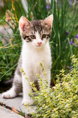 Naklejka na ściany i meble Tabby kitten with white chest and paws in behind thyme plant