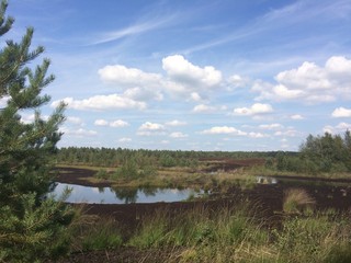 Moorlandschaft im Naturpark Steinhuder Meer