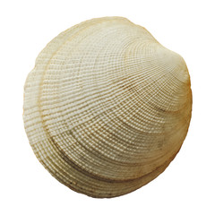 Round seashell closely isolated on white background. Rough striped texture, aquatic animals, shellfish, crustacean. Macro nature photo for design, prints.