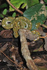 Serpent