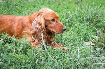 Brown dog in the grass