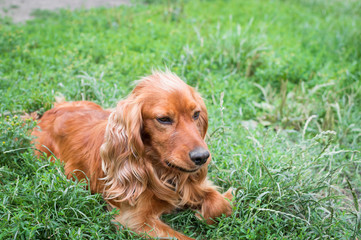 Brown dog in the grass