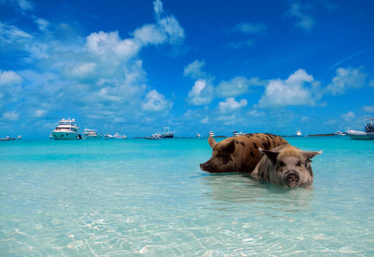 Schweine auf Big major Cay, Pig Beach, Bahamas
