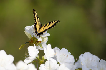 Eastern tiger swallowtail butterfly on azalea bloom